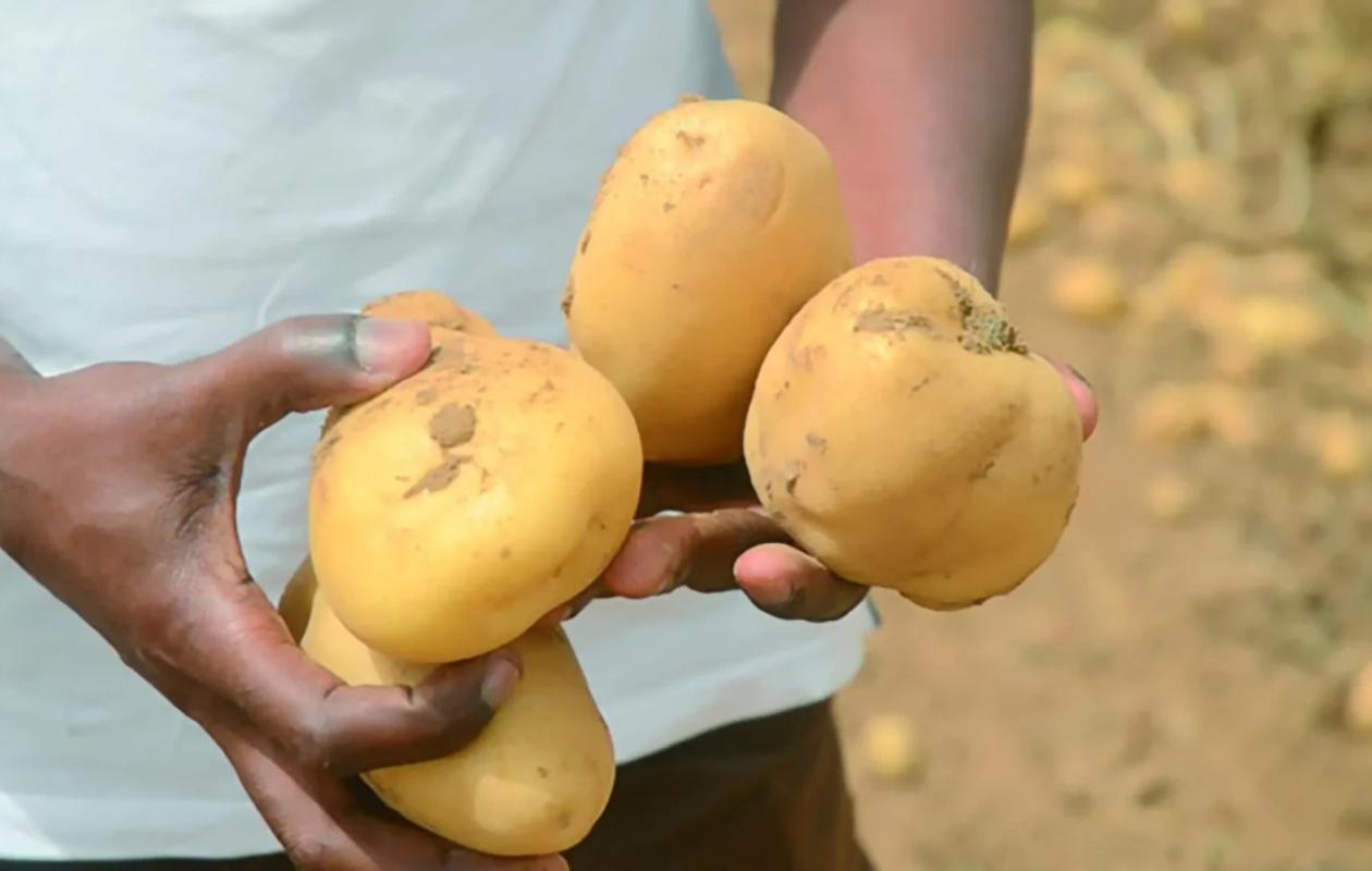 Kédougou : flambée et rareté de la pomme de terre à l’approche des fêtes