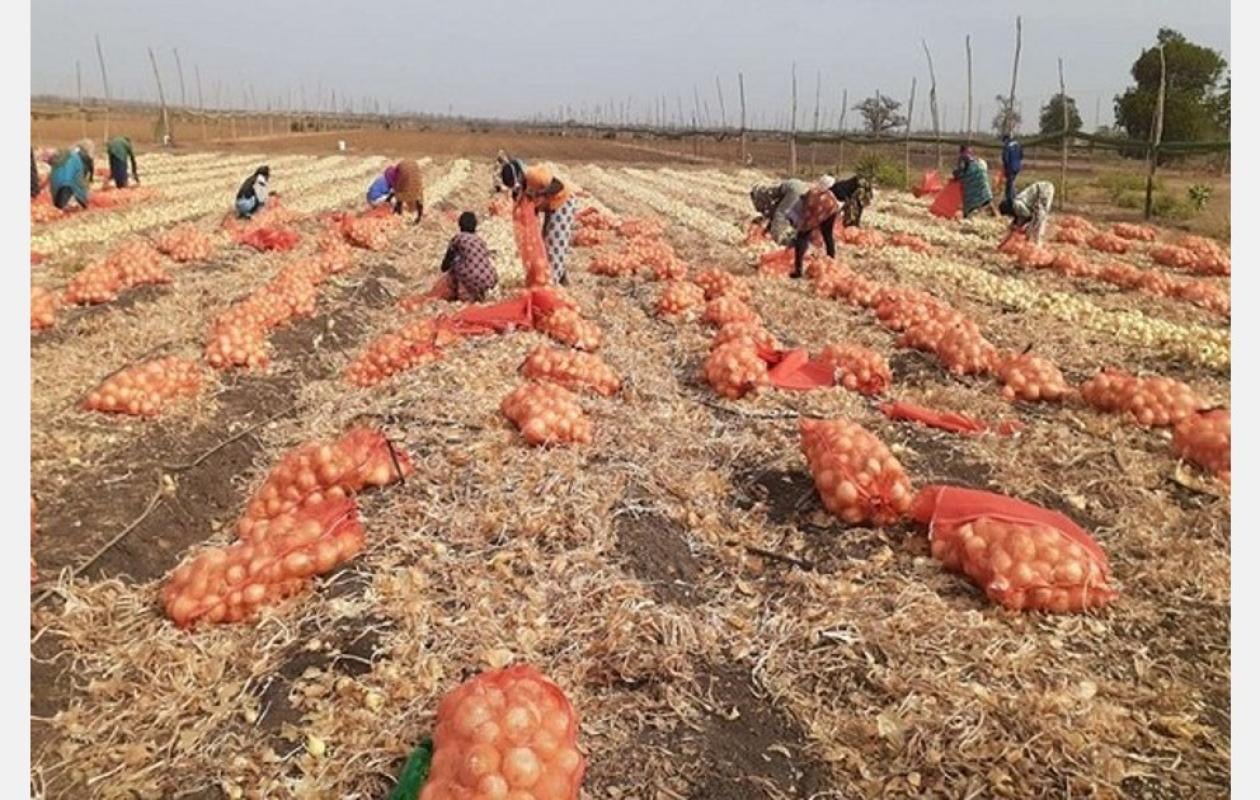 Culture de l’oignon à Ndoffane : Quand le manque de magasins de stockage plombe les revenus des paysans