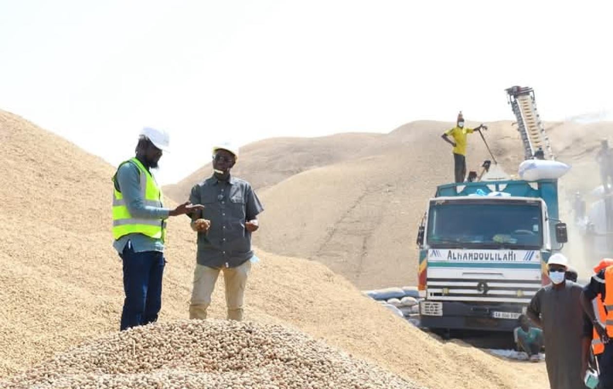 Dettes impayées, camions bloqués, producteurs inquiets : la campagne arachidière s'enlise