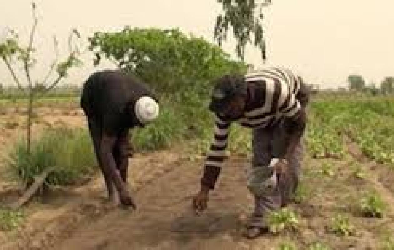 Linguère :la longue pause pluviométrique constitue une psychose chez les éleveurs et les agri