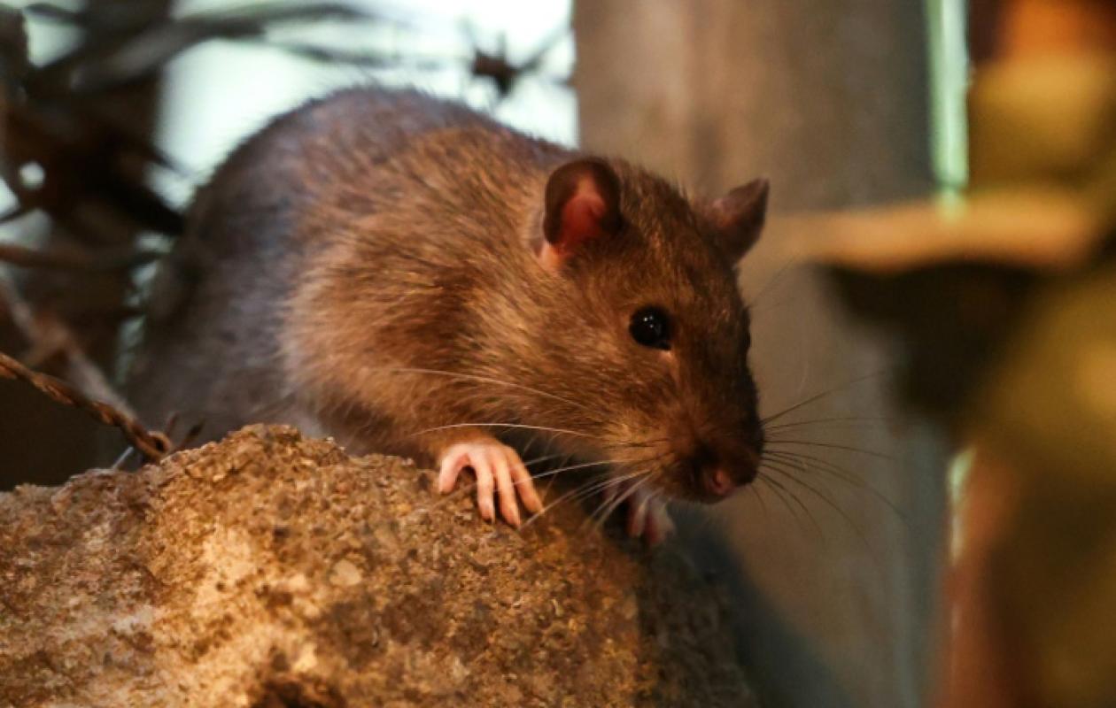 Guerre contre les rats : La nouvelle stratégie de la ville de New York