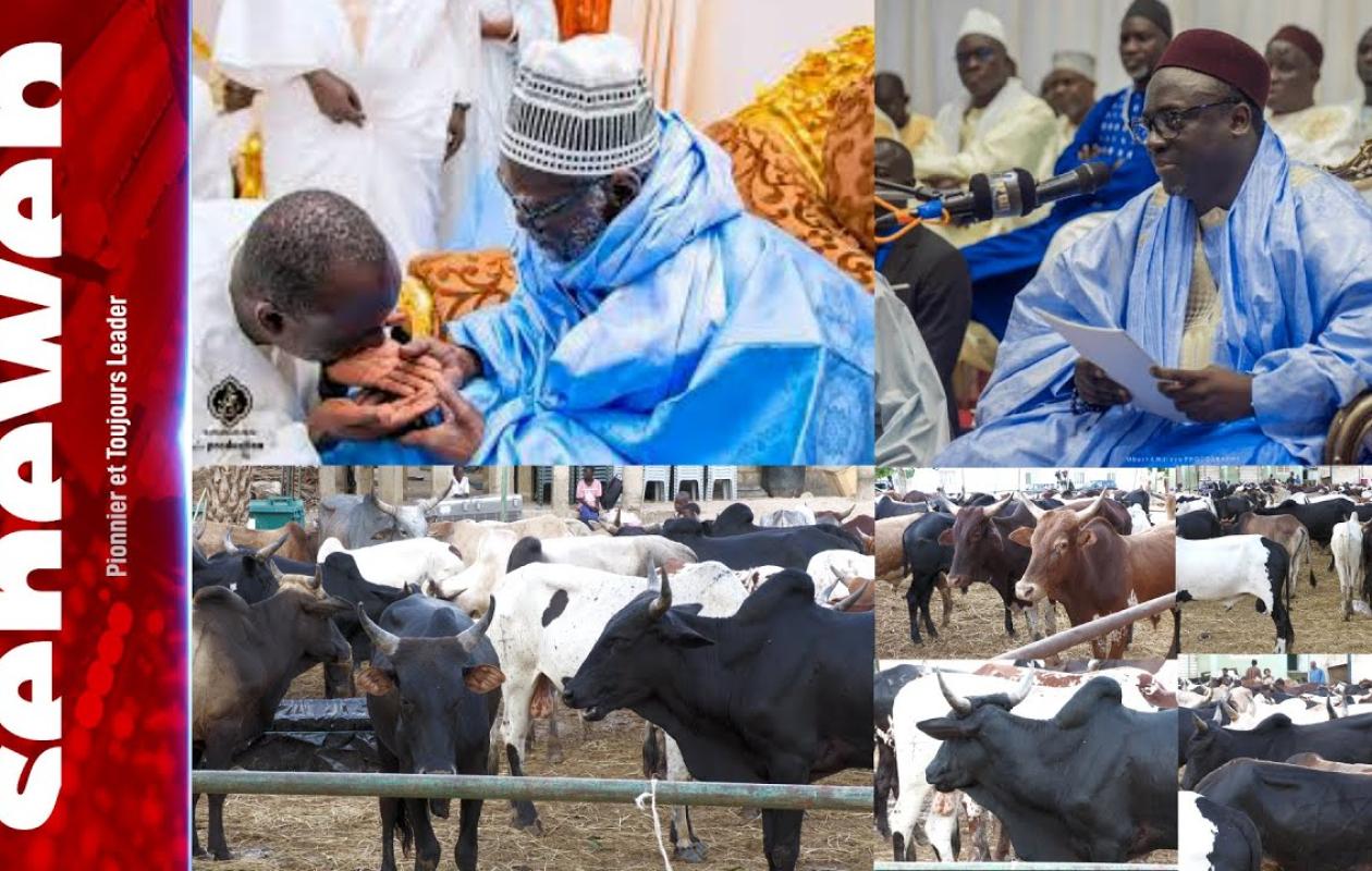 Hadiyya Magal Touba : Serigne Khadim Lô Gaydel convoie un troupeau de bœufs chez Cheikh Mountakha Mbacké
