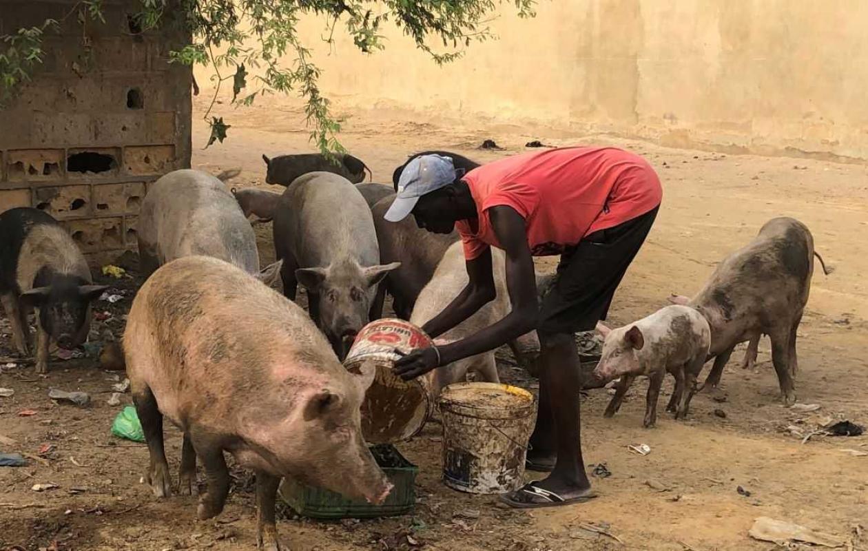 «Une bonne fête de 15-Août» : le vigile tente de voler un porc, l’animal fausse ses plans