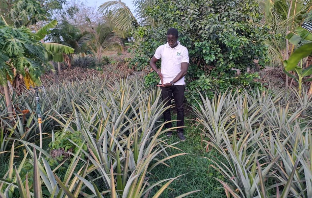 [Découverte] Culture de l’ananas en Casamance : l’ambition d’un historien Horticulteur