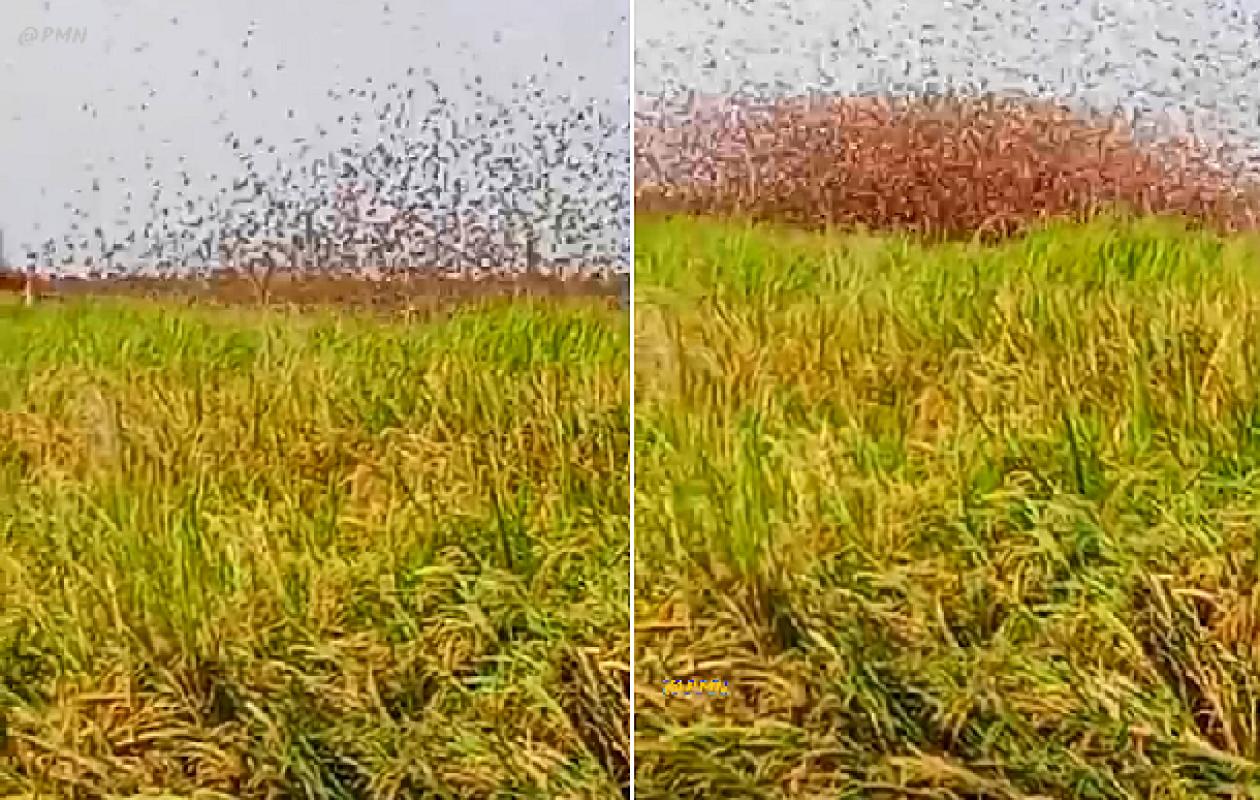 Thiemping : Les parcelles rizicoles attaquées par les oiseaux granivores