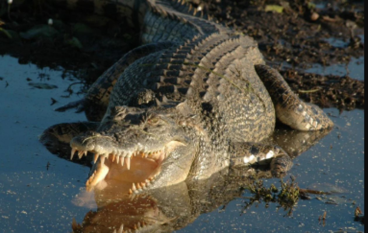 Indonésie : Un père de famille décède après avoir été attaqué par un crocodile