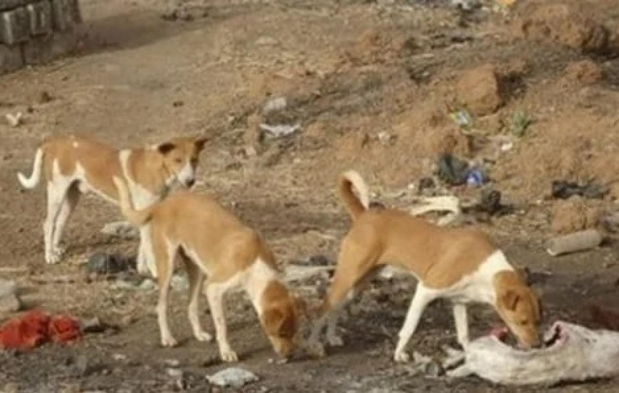 Matam : des chiens errants déciment la volaille