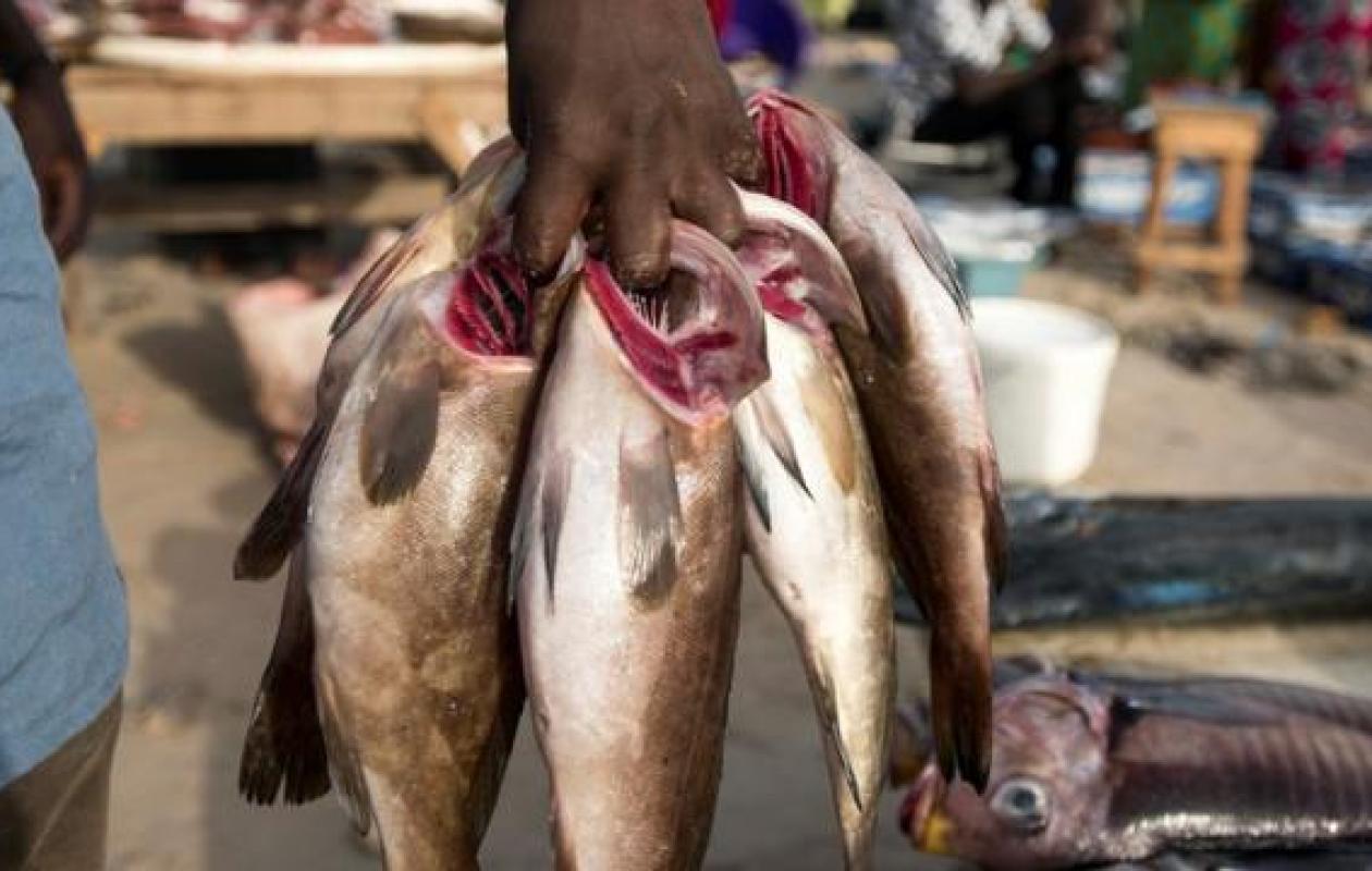 Insalubrité, insécurité, rareté du poisson : Les conditions de travail précaires des mareyeurs de Thiès