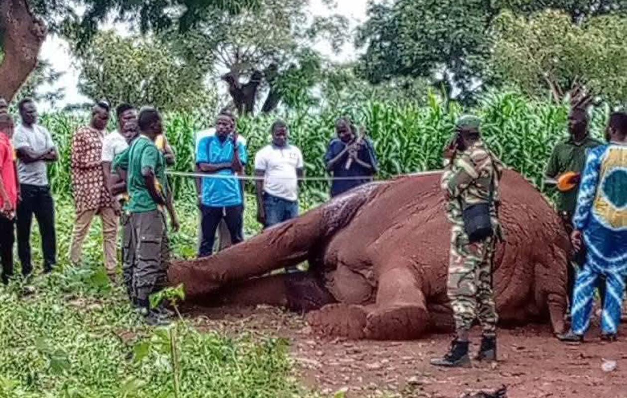 Burkina Faso : Un éléphant désorienté a été abattu par les services des eaux et forêts