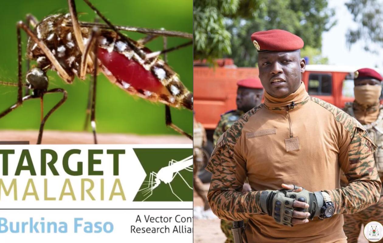 Burkina : Le capitaine Traoré met fin au projet de moustiques génétiquement modifiés contre le palu