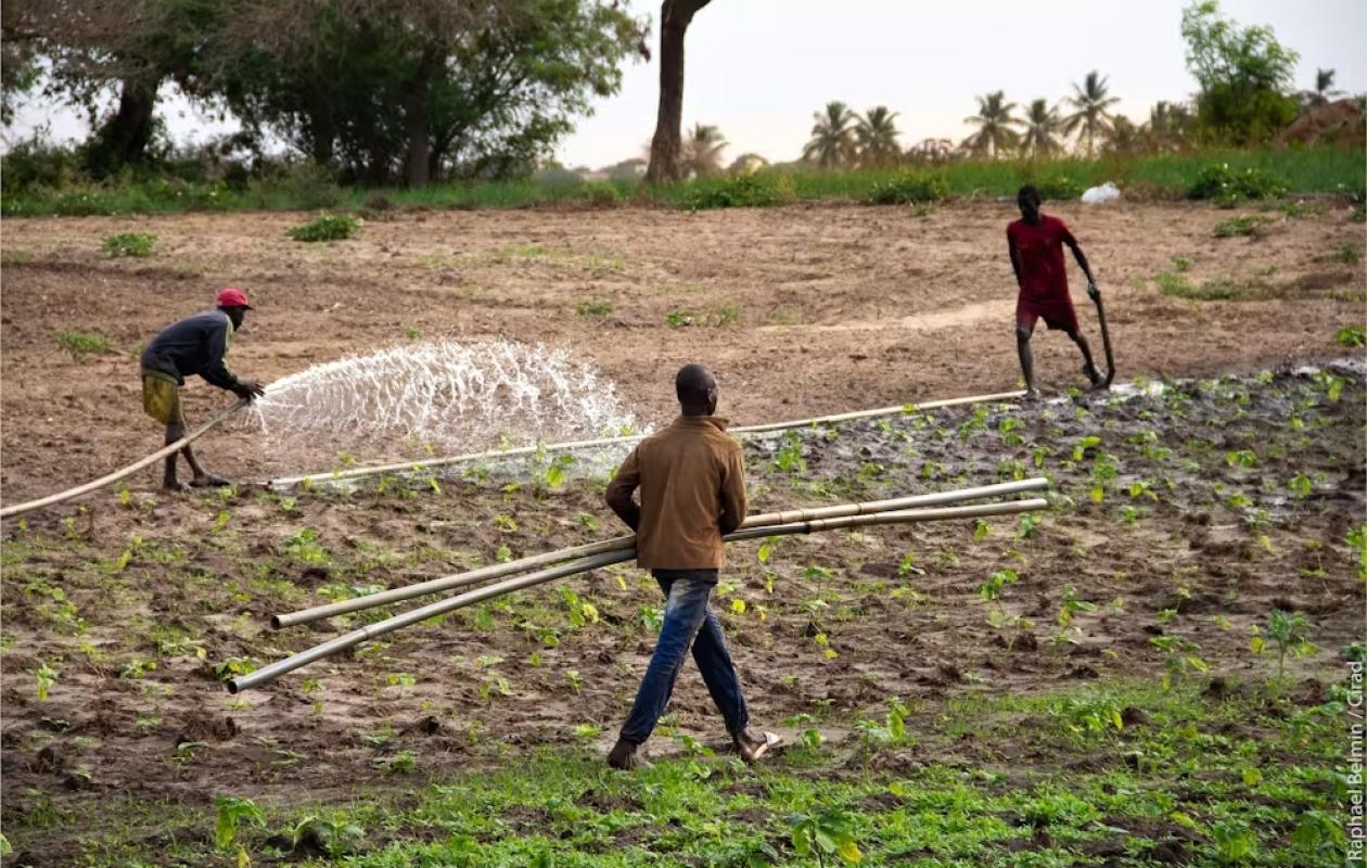 Menaces sur les Niayes : Les agro-pasteurs de Diender interpellent sur la préservation de la vocation agricole et pastorale