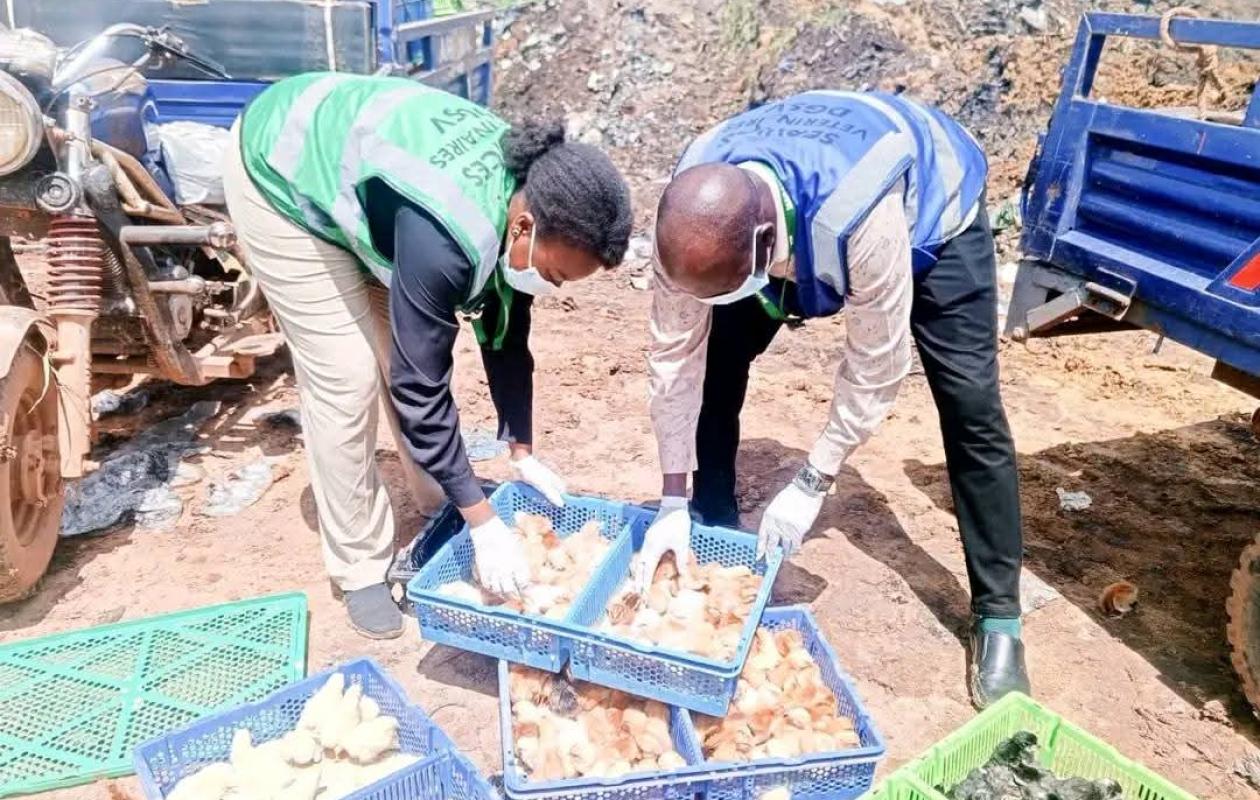 Burkina Faso :  Destruction de 88 600 poussins et d’une tonne d’aliments pour volaille