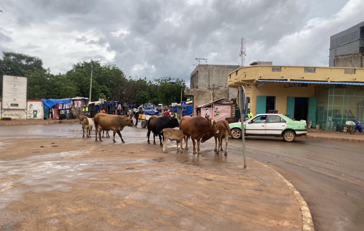 Kédougou : entre vaches errantes et gros porteurs, la circulation tourne au casse-tête