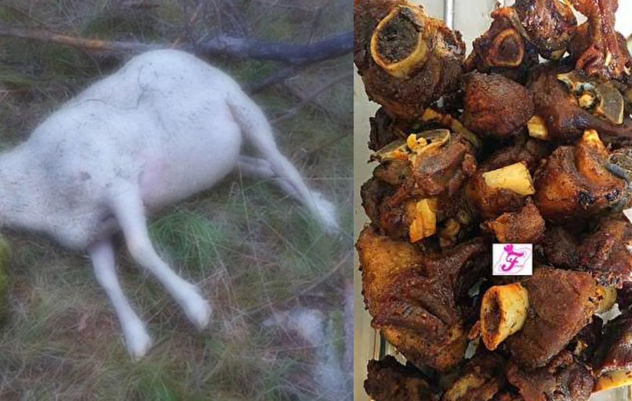 Scandale sanitaire : un mouton mort destiné à la poubelle servi dans des assiettes