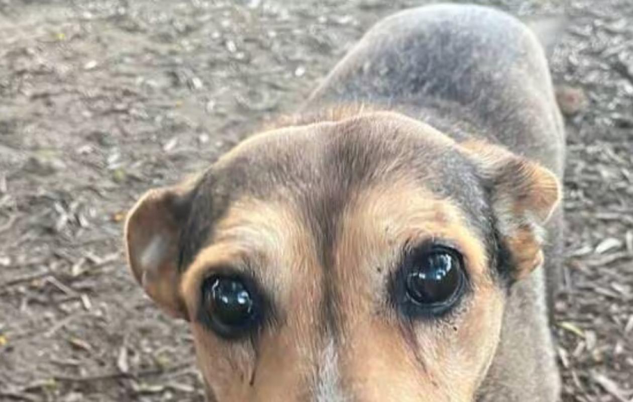 Italie : Un Malien égorge un chien errant devant des passants…