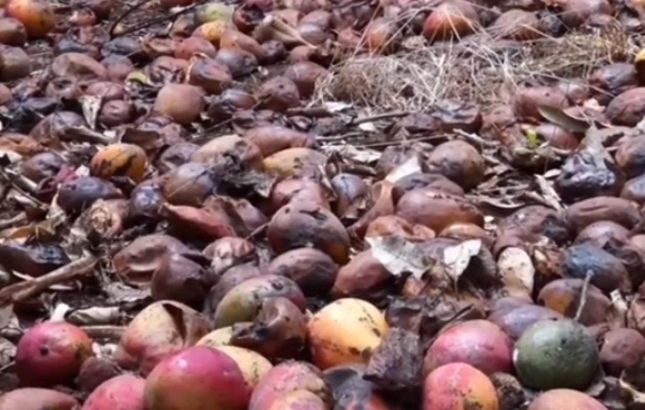Mévente des mangues à Ziguinchor et Sédhiou : Les producteurs de Goudomp déplorent une campagne 2025 désastreuse
