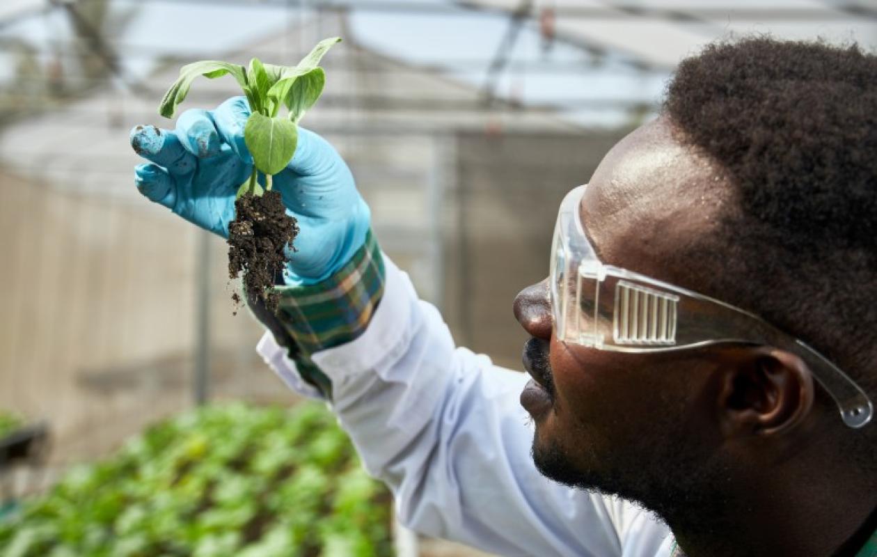 Biotechnologie agricole : Semer l’innovation pour récolter la résilience