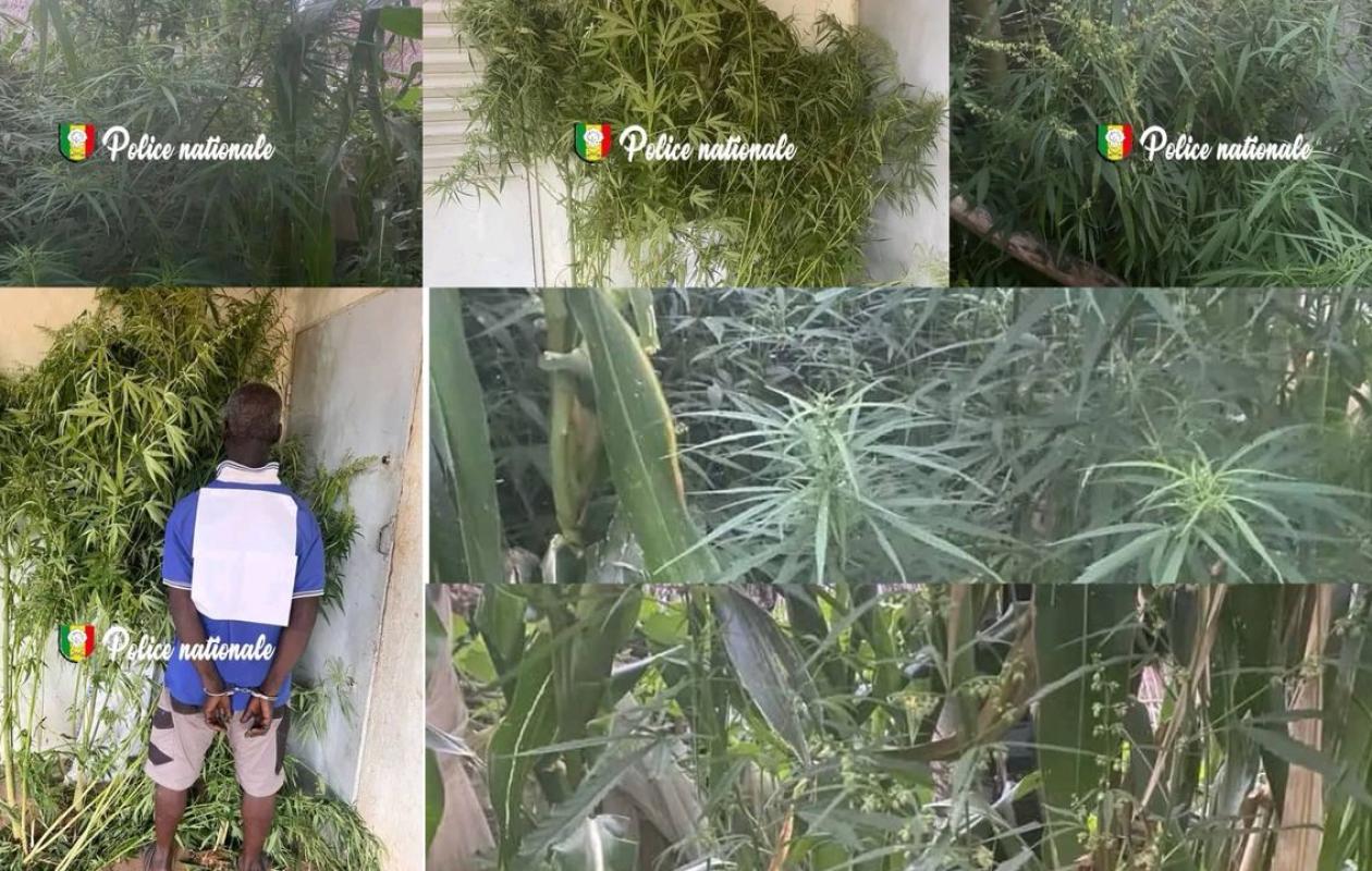 Kédougou : Un cultivateur de "yamba" arrêté par l'OCRTIS, 30 plants saisis