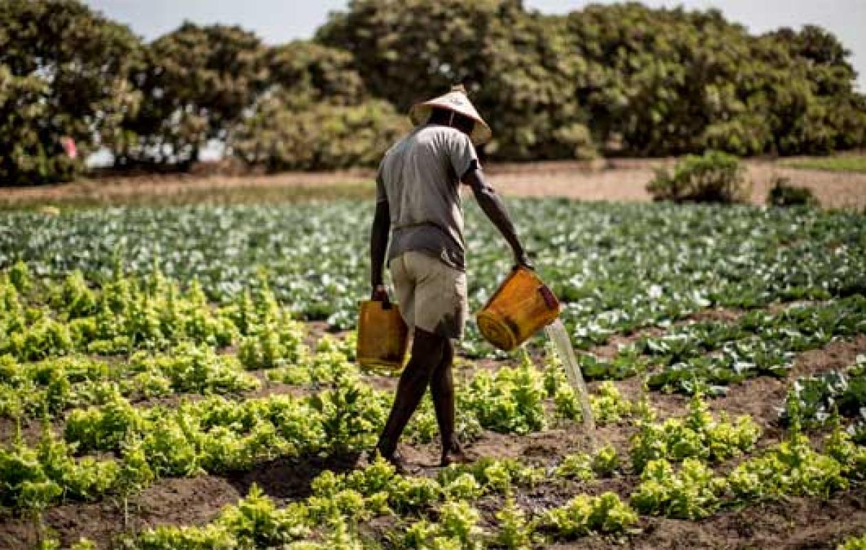 Kédougou : colère des agriculteurs, le gouverneur désigné coupable