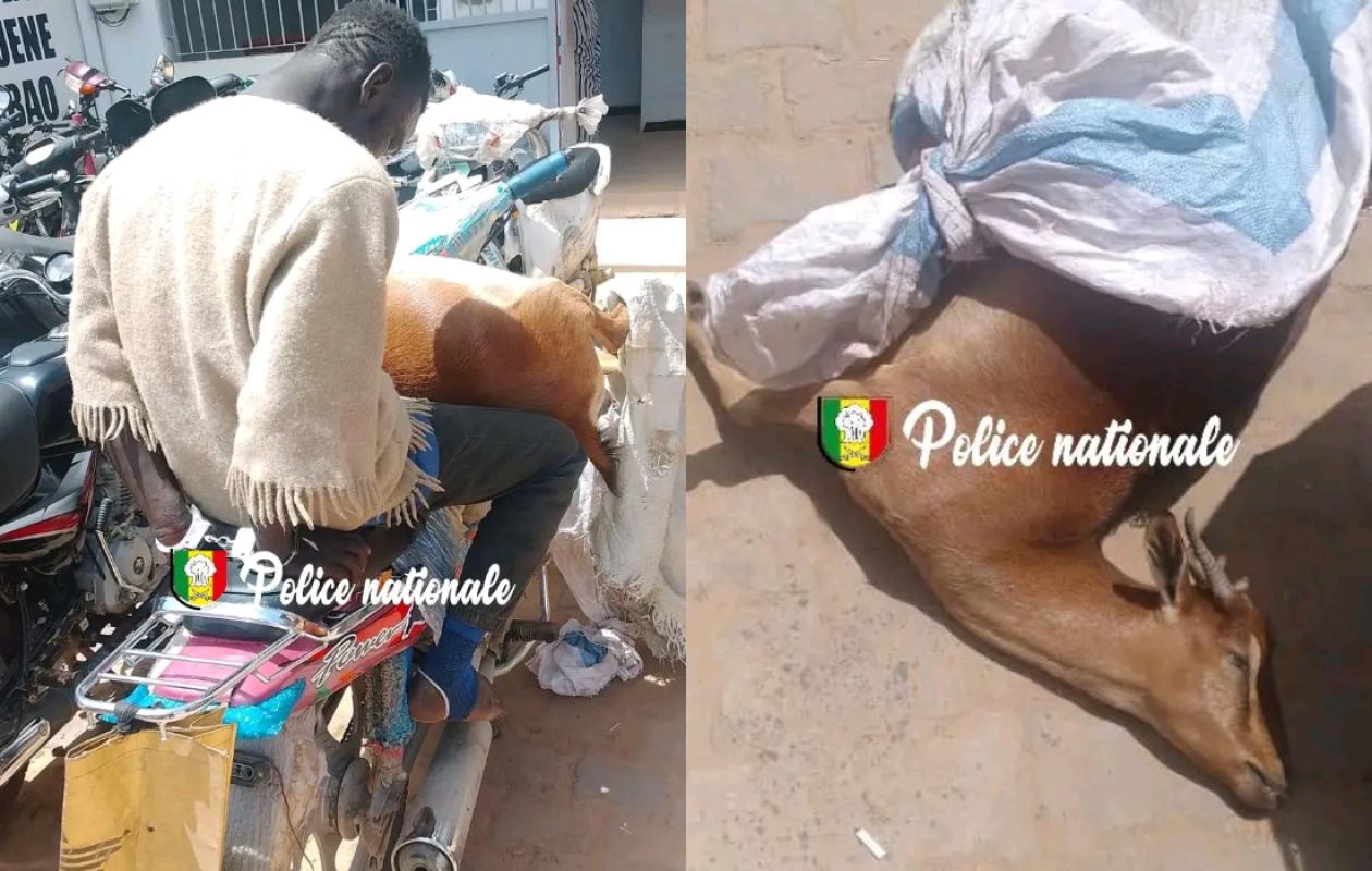 Diamaguène Sicap-Mbao : Arrestation d’un individu pour tentative de vente de viande impropre à la consommation