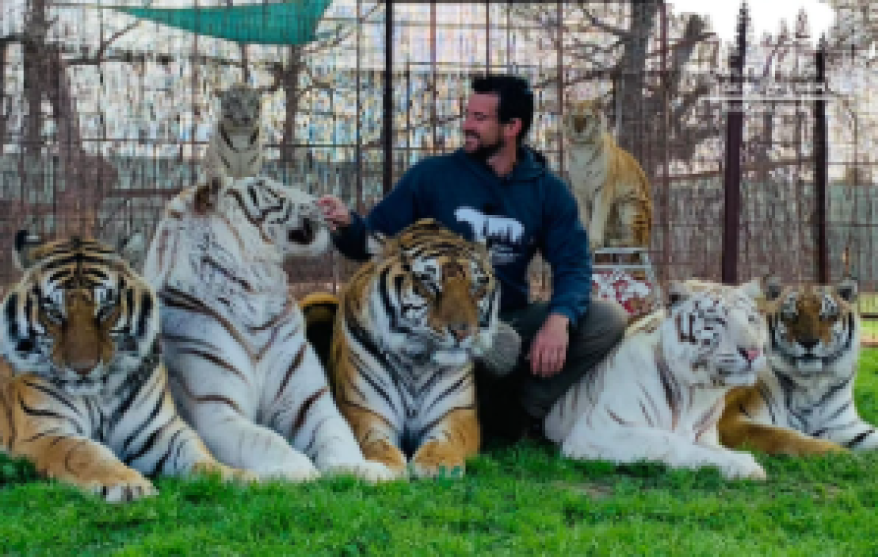 Etats-Unis : Un dresseur tué par son tigre en pleine représentation