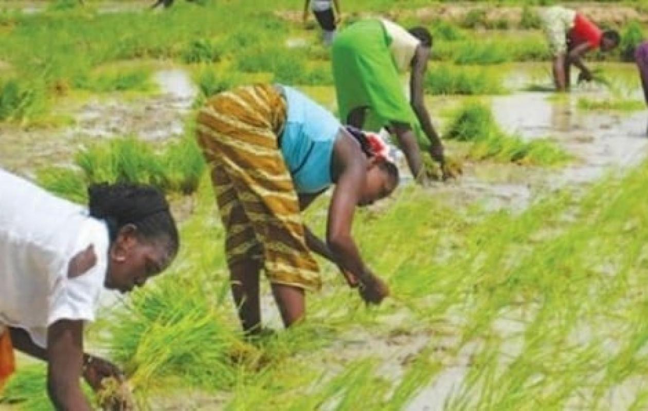 Campagne agricole 2025-2026 : Pluies contrastées, inondations localisées et premières récoltes à Kédougou