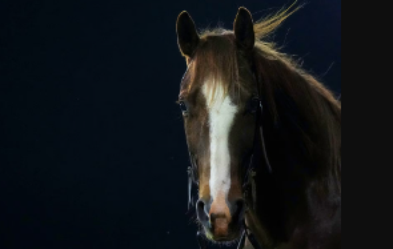 Il crevait les yeux des chevaux puis les tuait: 5 ans requis