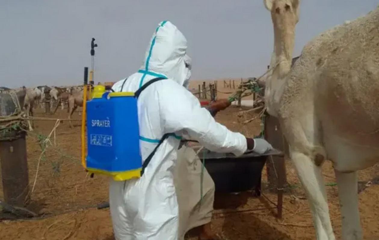 Fièvre de la Vallée du Rift : « Il est impératif de cuire correctement la viande, de faire bouillir le lait et ...»