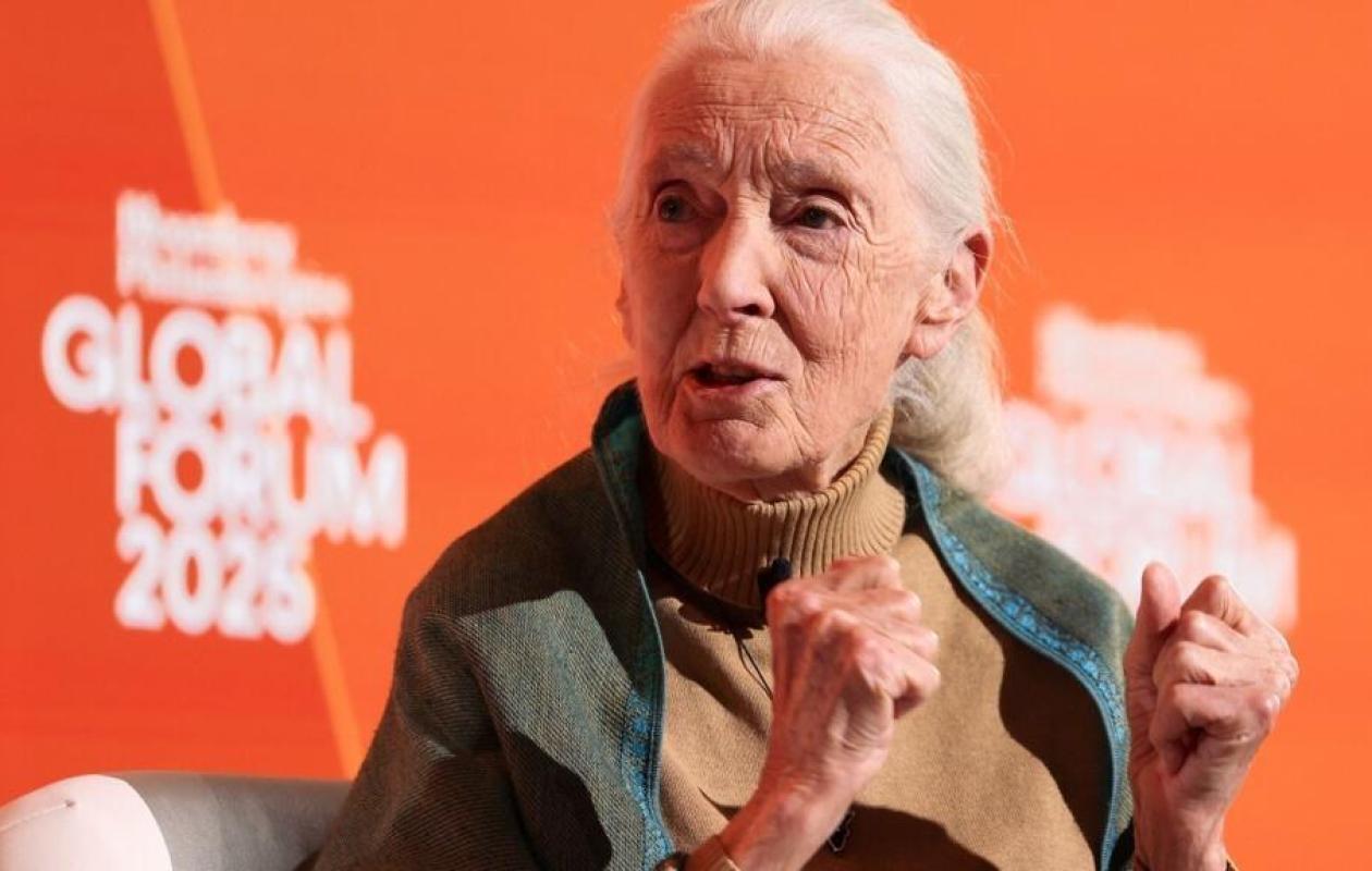 Mort de Jane Goodall, la pionnière qui a révolutionné notre compréhension des chimpanzés