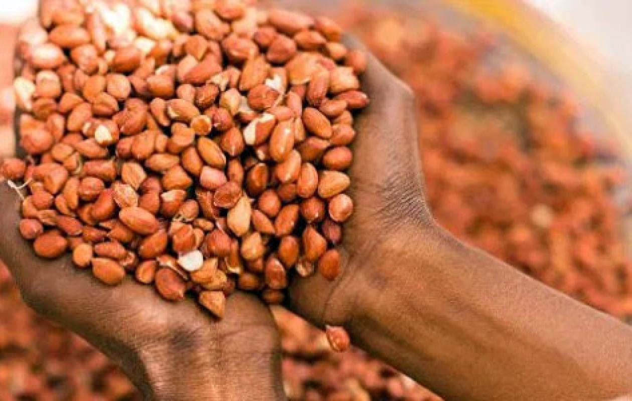 Valoriser la production nationale : Une unité industrielle de transformation d’arachide à Touba