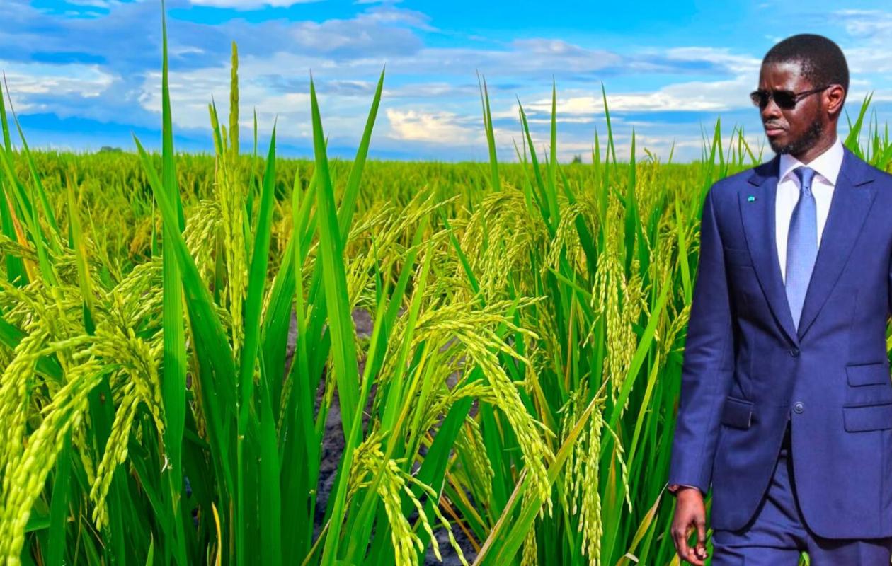 Nouvelle politique agricole et consommer local : Diomaye Faye mise sur l’innovation et la relance du Prodac