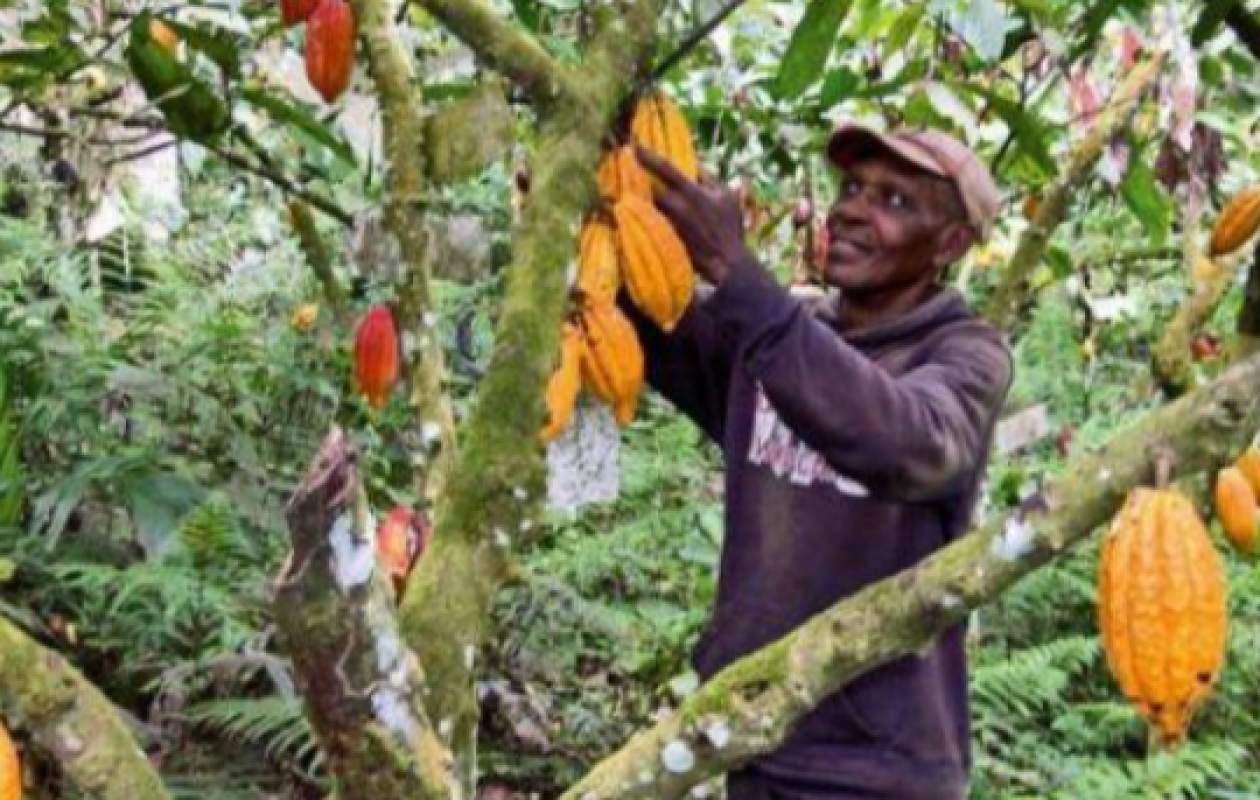 Côte d’Ivoire : Le prix du cacao passe de 1 800 à 2 800 F CFA le kilo, pour la campagne 2025-2026