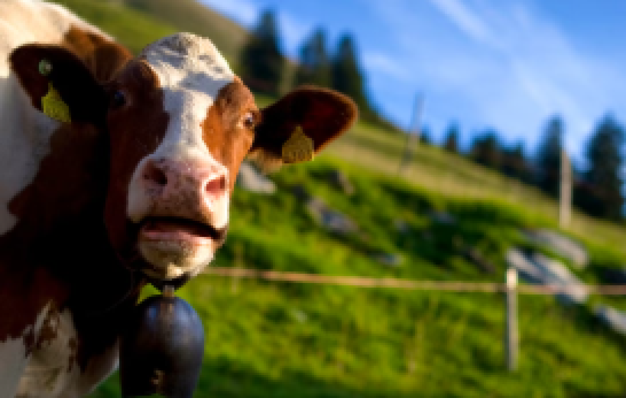 Suisse: 25 000 vaches menacées d'abattage à cause des tarifs douaniers américains et de l'excédent laitier