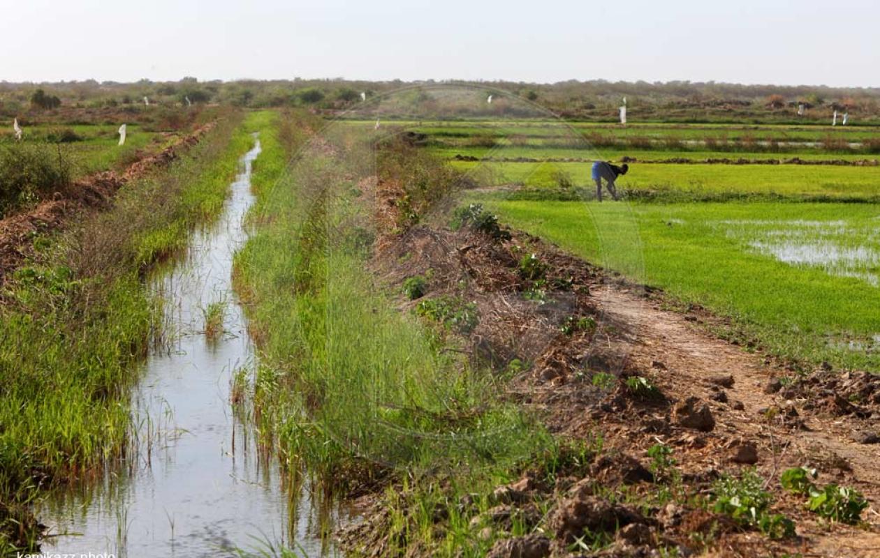 PRDC_VFS : Une cartographie participative pour renforcer les chaînes de valeur dans la vallée du fleuve Sénégal