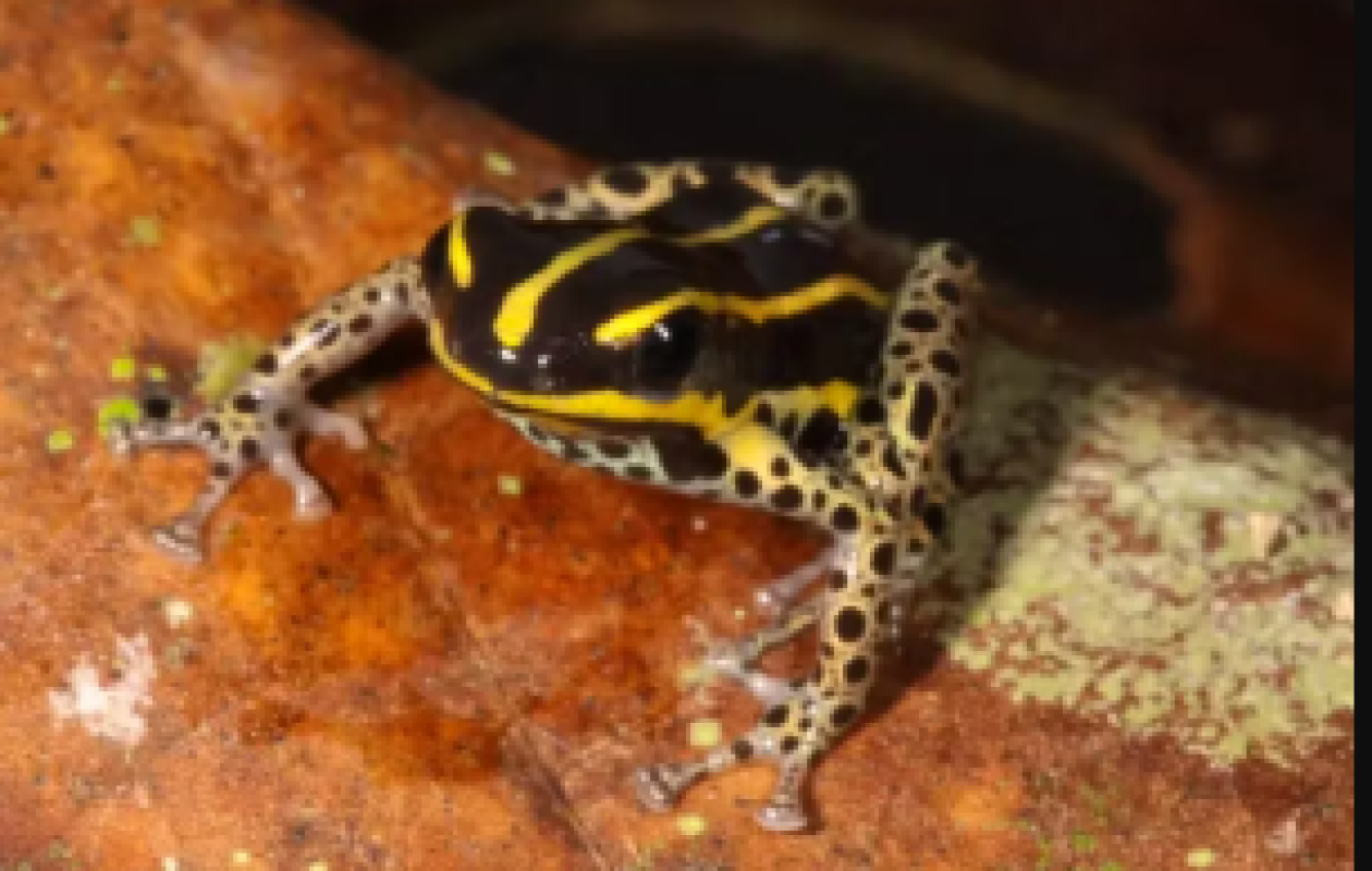 Découverte d'une nouvelle espèce de grenouille venimeuse