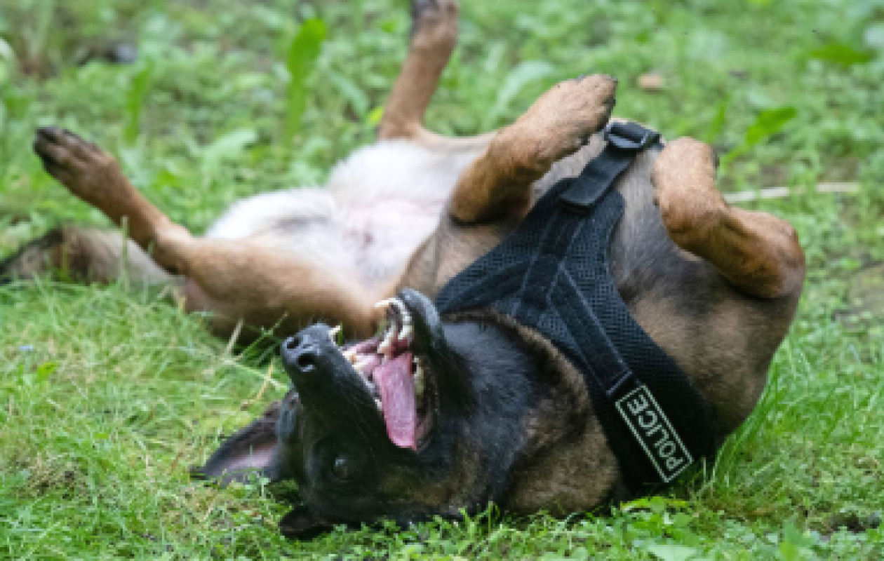 États-Unis : Un chien policier retrouve deux enfants de 11 ans perdus en forêt