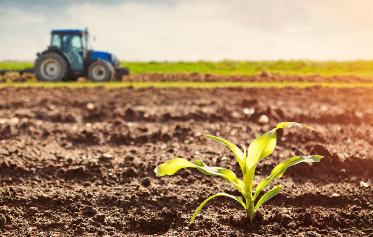 Campagne agricole 2025-2026 : accalmie sanitaire, mais pluviométrie inégale à Kédougou