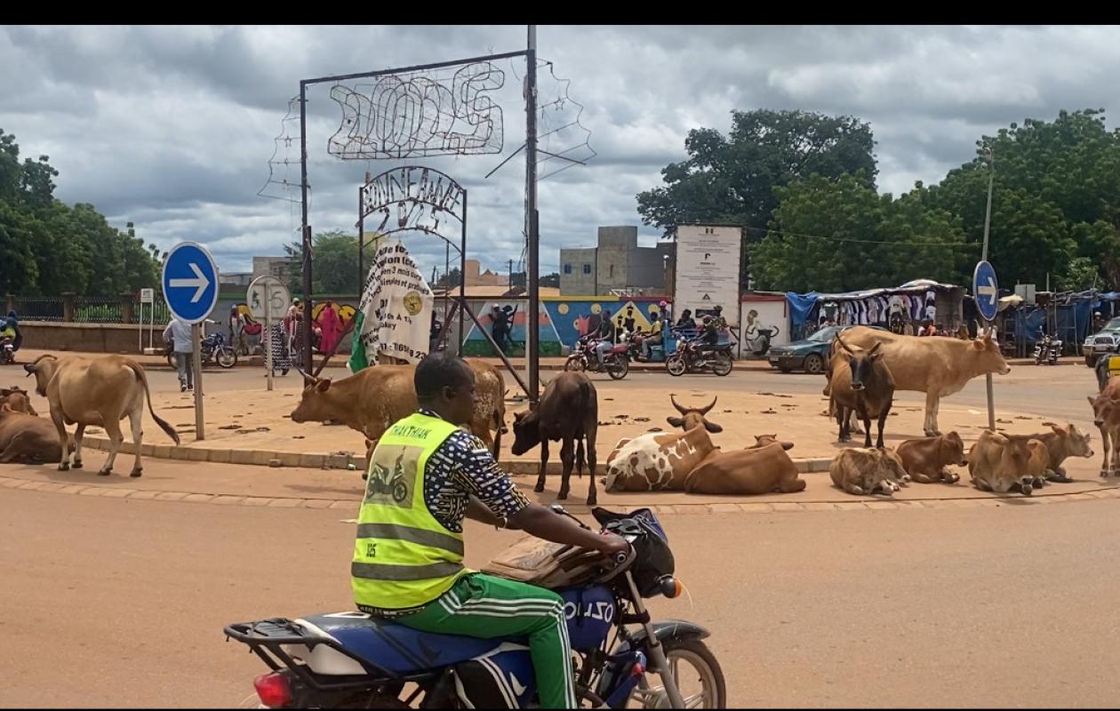Kédougou : Le préfet met en garde contre la divagation des animaux sur la voie publique