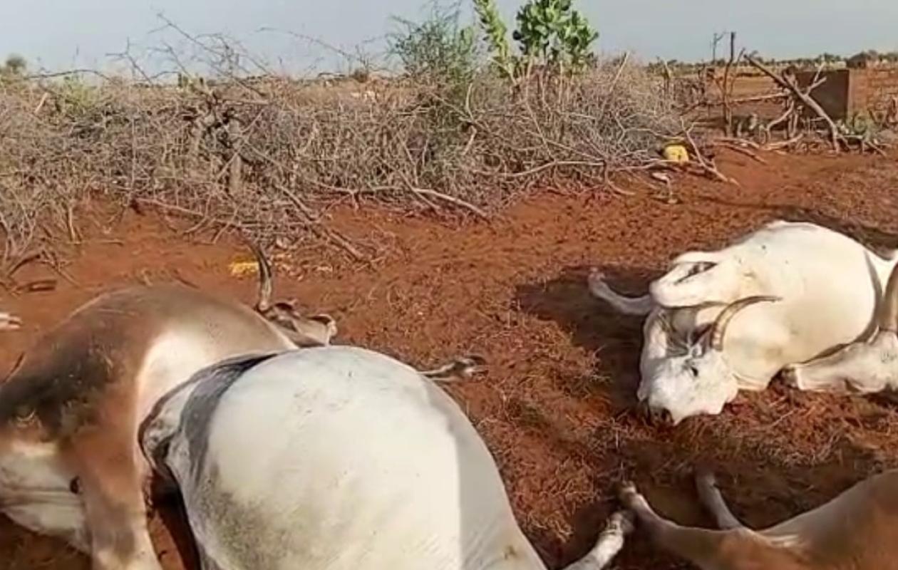 Commune de Gamadji Saré : la foudre décime une dizaine de vaches à Wouro Maham
