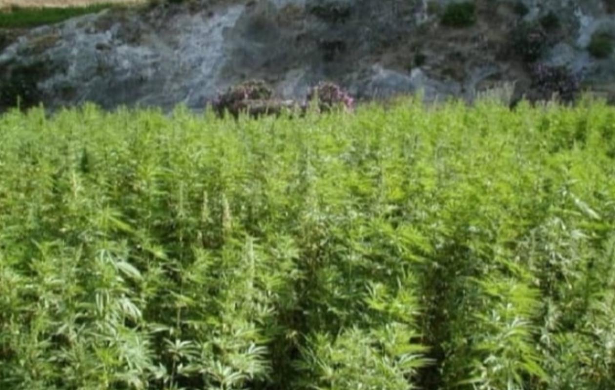 Ziguinchor : 3 personnes en garde à vue pour culture de cannabis