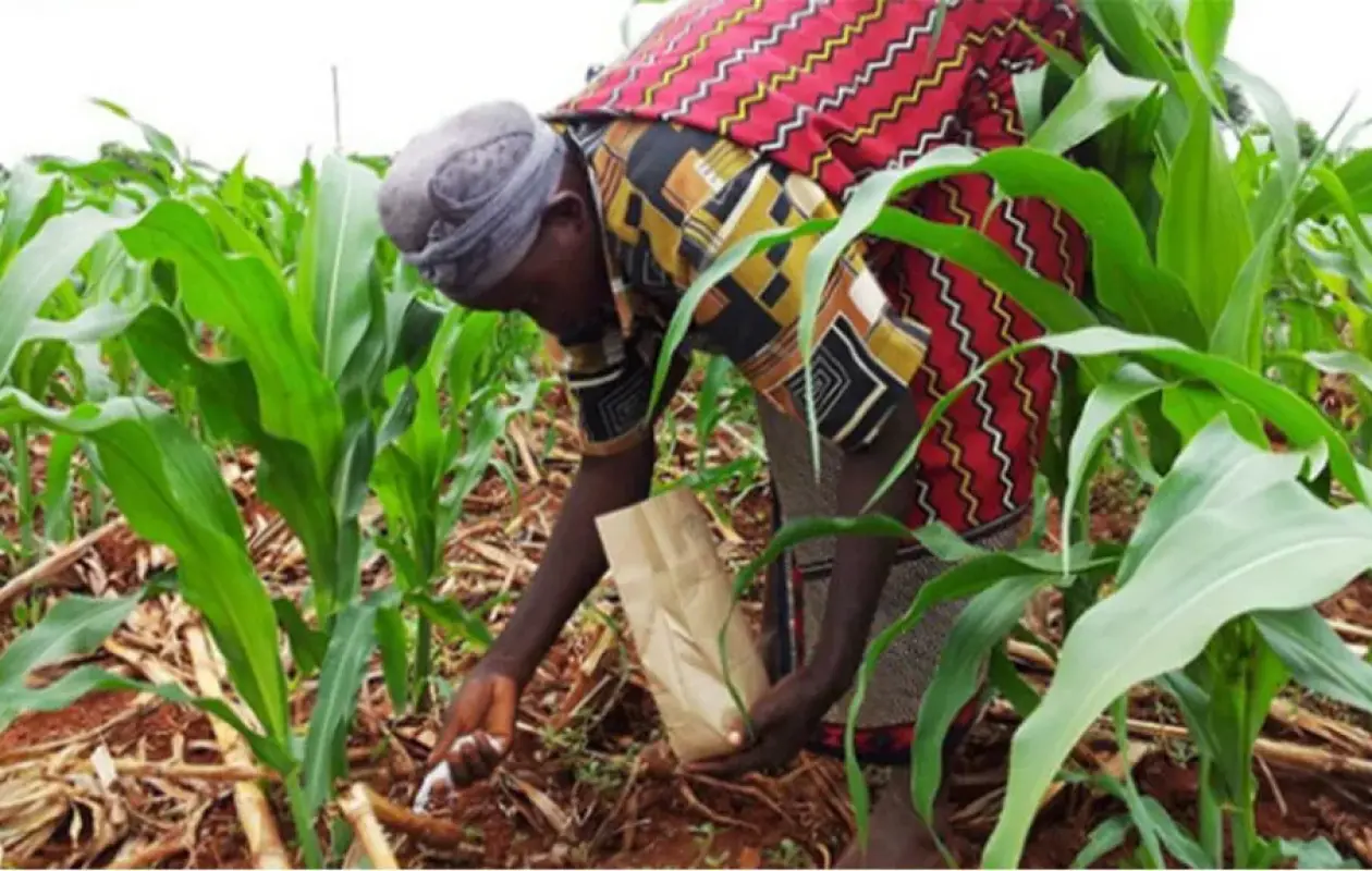 Campagne Agricole 2025-2026 à Kédougou : Des pluies soutenues, des récoltes prometteuses