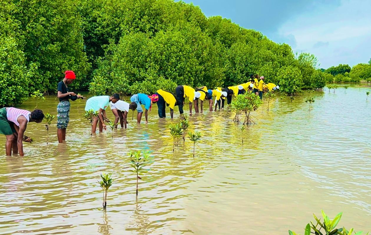 Marsassoum sous menace : La disparition de la mangrove provoque l'effondrement de la pêche et de la riziculture