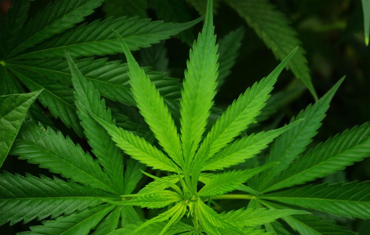 Kaolack : un cultivateur de 61 ans arrêté pour culture de “yamba”