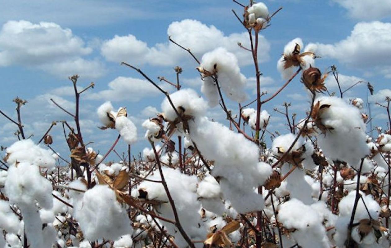 Production de coton : Le Sénégal en passe de dépasser le Bénin