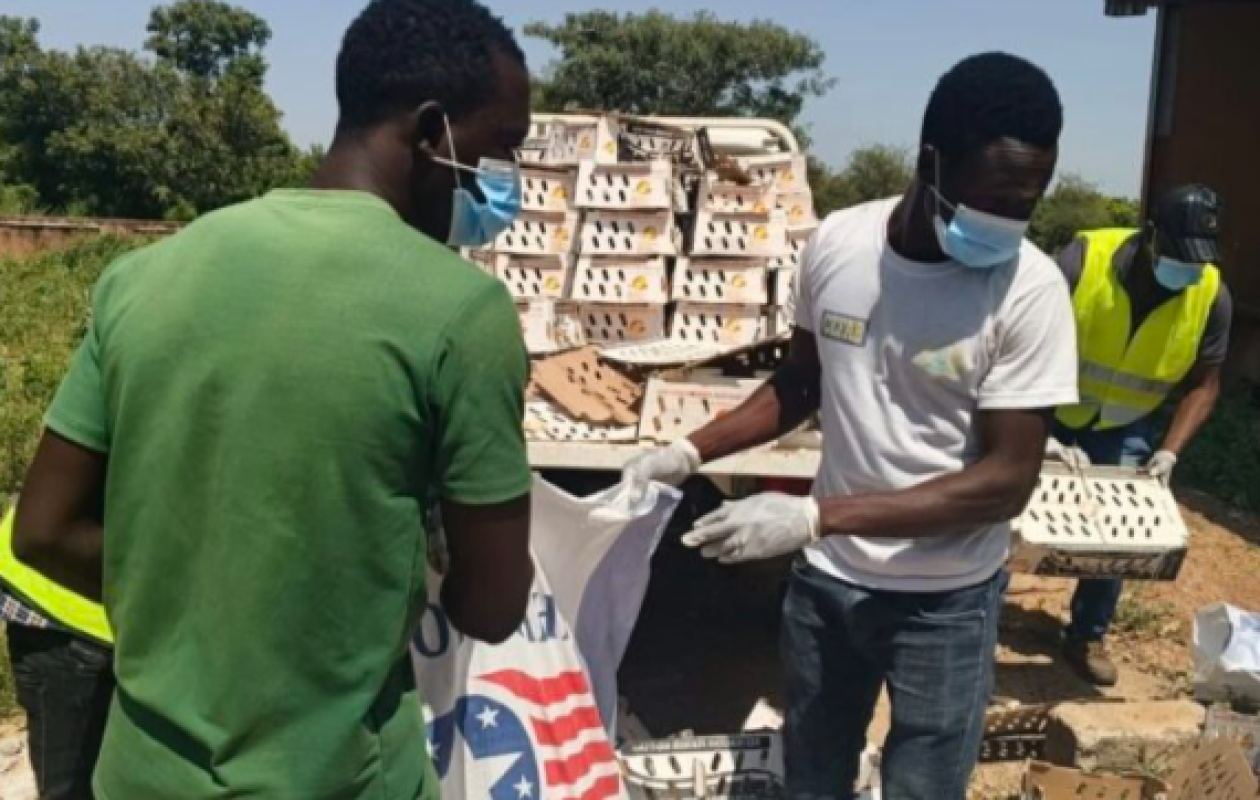 Burkina Faso : Saisie et destruction de 4 500 poussins infectés par la grippe aviaire
