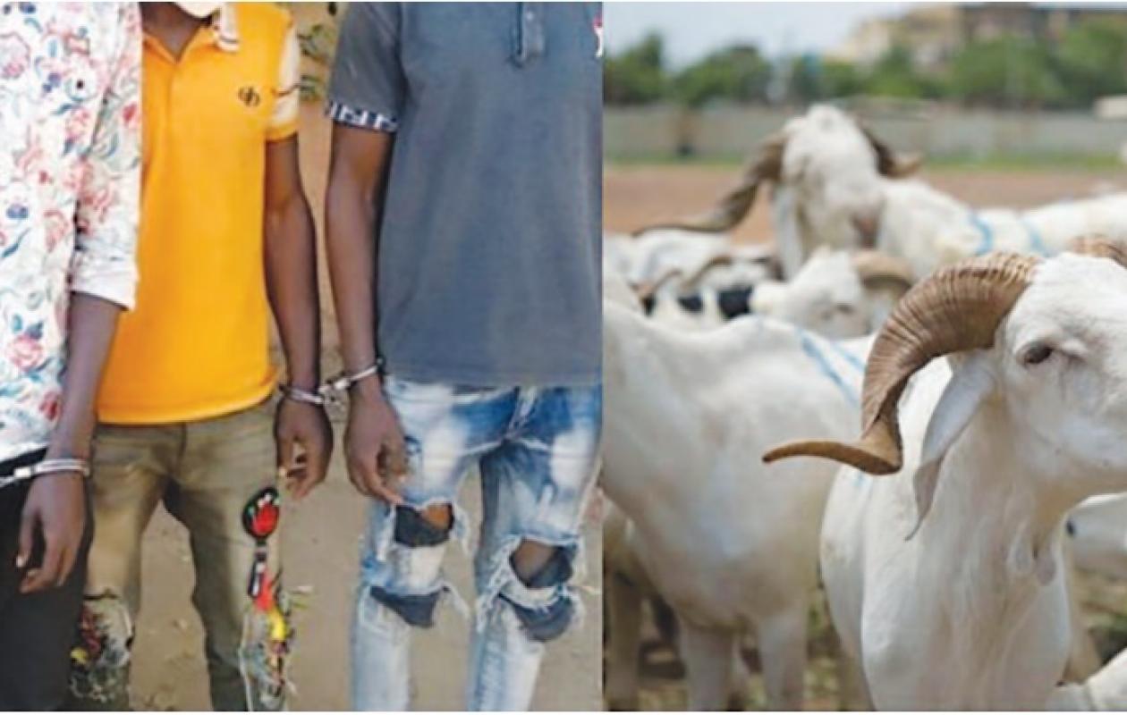 Sedhiou - Un réseau de voleurs de bétail démantelé