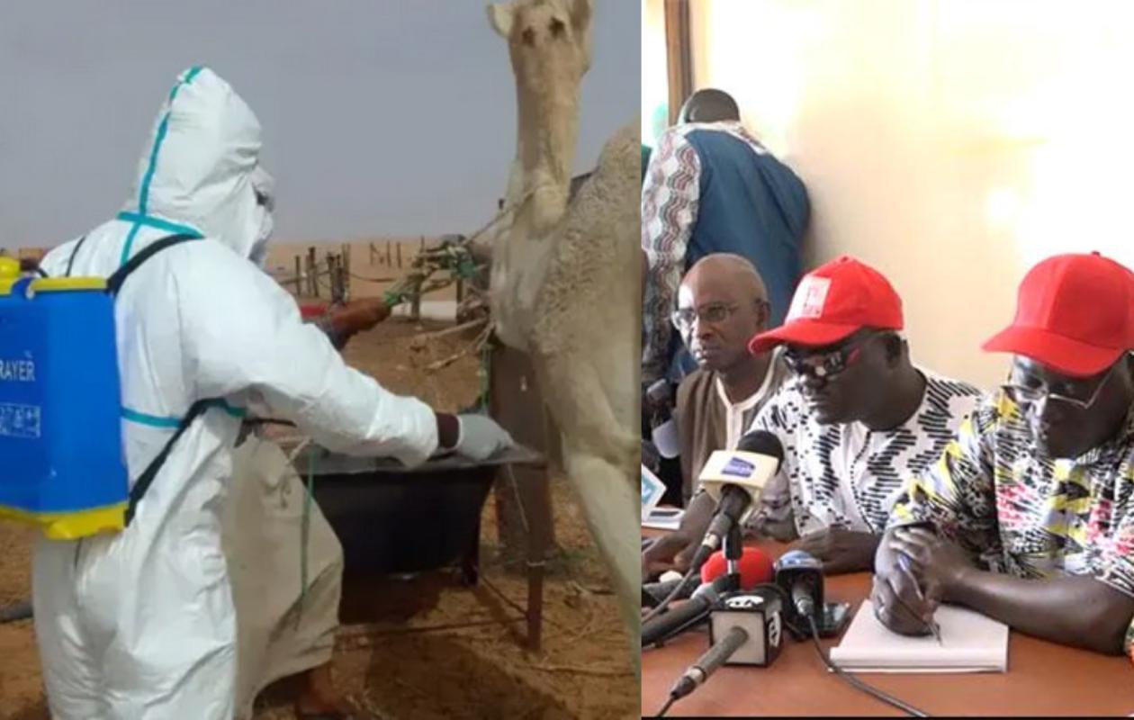 Fièvre de la Vallée du Rift : And Gueusseum dénonce une gestion « calamiteuse » de l’épidémie.