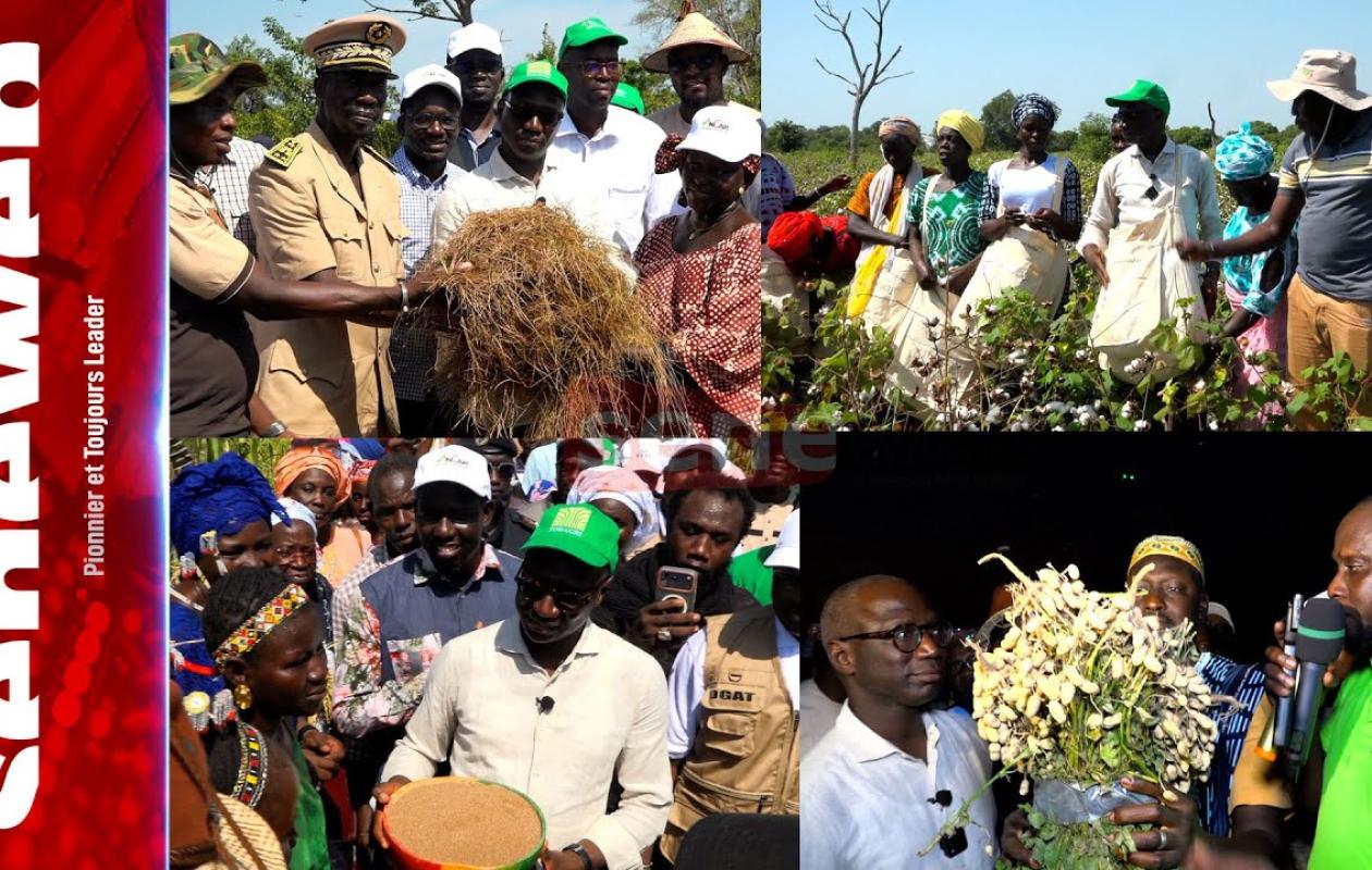 Campagne agricole 2025 : Riz, coton, banane… Tambacounda respire la fertilité