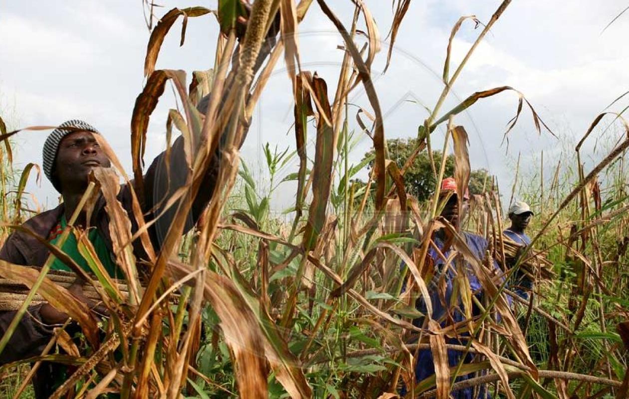 Arachide, maïs : 2025, une campagne agricole de tous les records