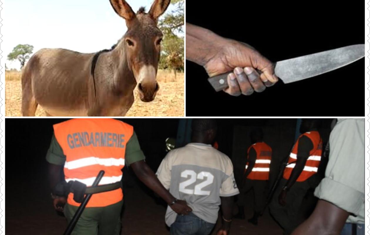 Tambacounda : Un cultivateur tue son petit frère de 15 ans pour une histoire d'âne